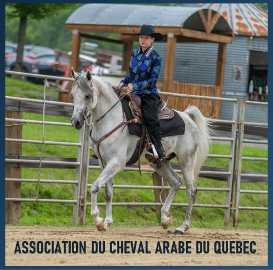 Association du Cheval Arabe du Quebec